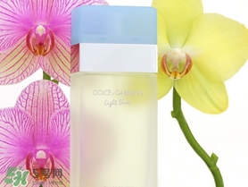 dolce gabanna��ˮ�Ŀ���ţ�DG�żΰ�����ˮ�Ƽ�